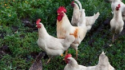 أسعار الدواجن تتأثر بـ