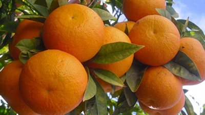 غزة تسمح باستيراد الحمضيات من 