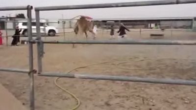 بالفيديو.. جمل يشارك 4 شباب في مباراة لـكرة القدم