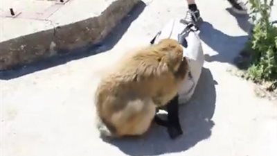 بالفيديو.. قرد يهاجم سائح ويسرق حقيبته