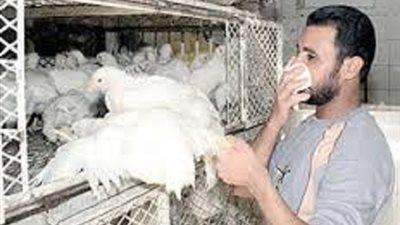 الصحة:ارتفاع اعداد الاصابات بانفلونزا الطيور الي 17 حالة