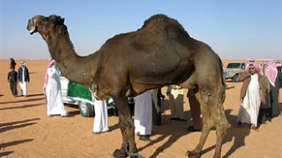 جمل يقتل مواطنا سعوديا
