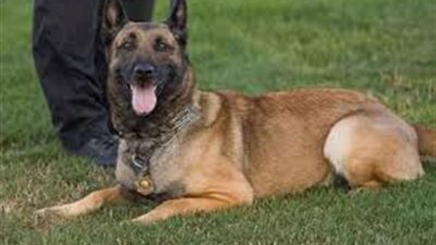 حكم قضائي بمنع كلب من النباح ليلاً