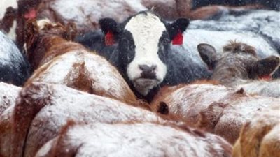 إصابة بقرة بجنون البقر في كندا
