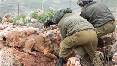 إسرائيل ترد علي قتل كلب بشارع الهرم: 
