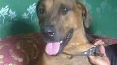 القاء القبض علي المتورطين في قتل كلب القليوبية