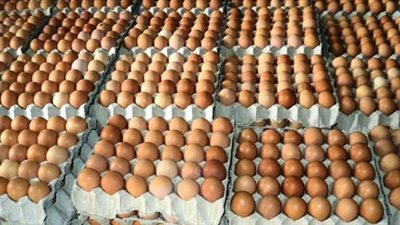 مفاجأة.. التموين تعلن سعر بيع كرتونة البيض