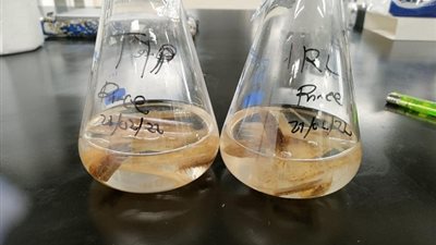 بالتعاون مع جامعة طوكيو .. مشروع بحثى لانتاج السليلوز من المخالفات الزراعية بالجامعة اليابانية 