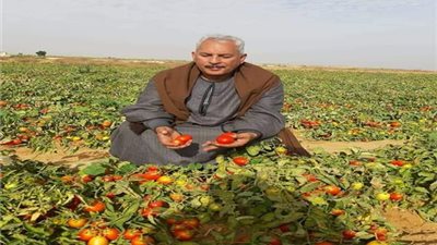 نقيب الفلاحين: أسعار الطماطم ستصل لـ2 جنيه للكيلو خلال الأيام المقبلة
