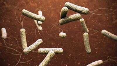 ظهور حالات إصابة بوباء 