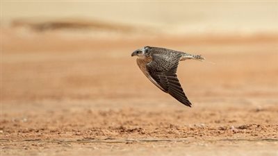 اشتعال المنافسات على 8 ملايين دولار في مهرجان الملك عبدالعزيز الدولي للصقور