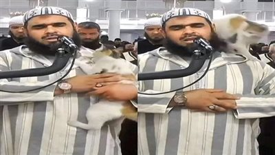 دار الإفتاء تكشف حكم صحة الصلاة بعد ملامسة القطة