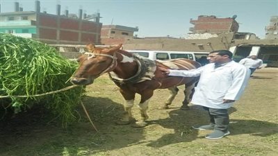جامعة الزقازيق توجه قافلة بيطرية لقرية أم رماد مركز الزقازيق بالشرقية