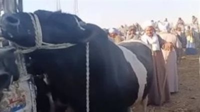 بالصور.. بيع عجل بـ 137 ألف جنيه في الصعيد.. فماذا يأكل؟