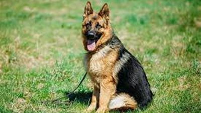 ننشر قائمة الكلاب المصرح بترخيصها وفقا للقانون