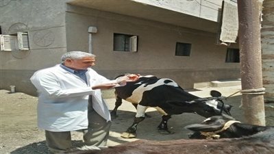 جامعة الزقازيق توجه قافلة بيطرية لقرية الأخميين مركز فاقوس بالشرقية