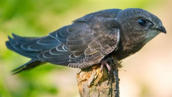 طائر السمامة ارشيفية