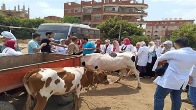جامعة بنها تنظم قافلة بيطرية بقرية كفر عابد بمركز طوخ