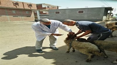 جامعة الزقازيق توجه قافلة بيطرية لقرية كفر العلماء مركز فاقوس بالشرقية