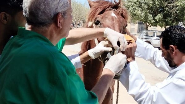 قوافل بيطرية