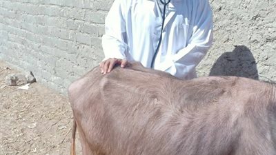 جامعة الزقازيق توجه قافلة بيطرية لقرية العباسة مركز أبو حماد محافظة الشرقية