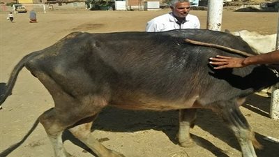 جامعة الزقازيق توجه قافلة بيطرية لقرية كفر أبو نجم بالشرقية