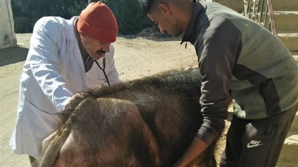 كلية الطب البيطرى