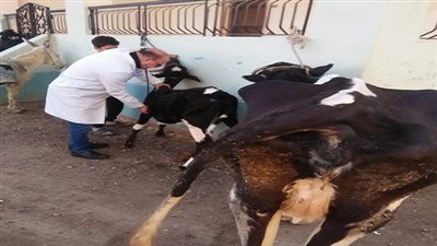 جامعة الزقازيق توجه قافلة بيطرية لقرية شمبارة الميمونة مركز الزقازيق بالشرقية