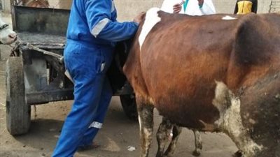 جامعة الزقازيق توجه قافلة بيطرية لقرية كفر العلماء مركز فاقوس بالشرقية