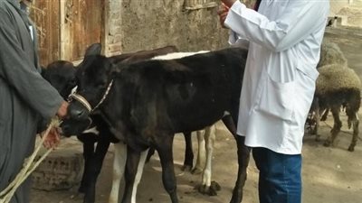 جامعة الزقازيق توجه قافلة بيطرية لقرية ميت أبو عربى مركز الزقازيق بالشرقية