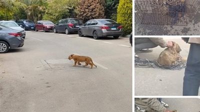 عاجل.. القبض على صاحب أسد التجمع..تعرف على مصير أسد التجمع وعقوبة صاحبه..تفاصيل جديدة ومثيرة 