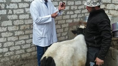 جامعة الزقازيق توجه قافلة بيطرية بمركز أبو كبير في الشرقية