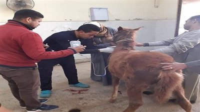 أخبار الجامعات| المستشفى البيطري جامعة سوهاج تلعب دورًا تعليميًا في خدمة المجتمع السوهاجي.. تفاصيل