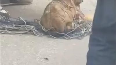 عاجل | كاميرات المراقبة تحدد صاحب أسد التجمع..الحبس 3 سنوات فى انتظاره