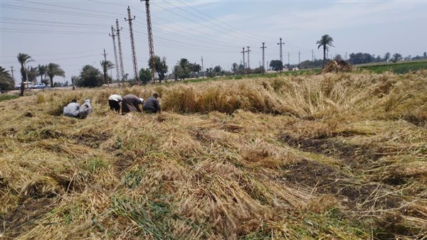 موسم حصاد القمح