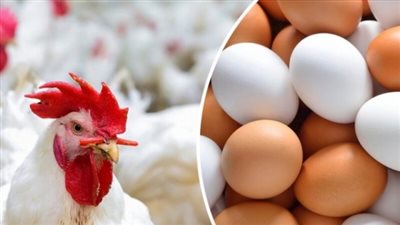 أسعار الدواجن والبيض في الأسواق.. اليوم الأحد