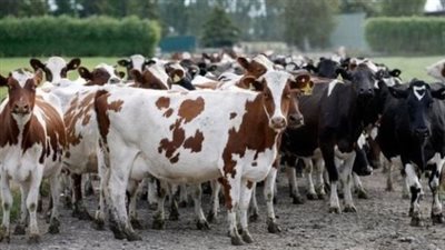 أسعار الأضاحي 2024 بمنافذ وزارة الزراعة والأسواق وأماكن حجزها