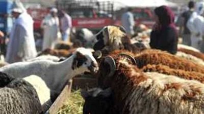 ما هو آخر موعد لذبح الأضحية في العيد؟ دار الإفتاء تجيب