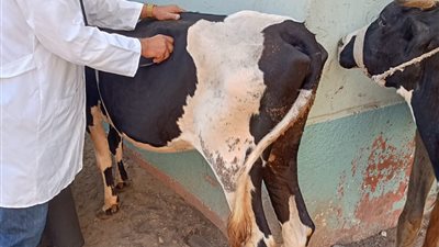 جامعة الزقازيق توجه قافلة بيطرية مجانية لقرية تل أسمونى مركز فاقوس بالشرقية