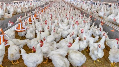 من المزرعة للمستهلك.. سعر الفراخ اليوم الثلاثاء والبانية الطازج يسجل 200 جنيهًا