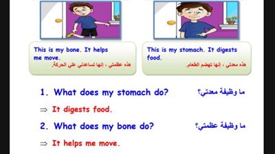 مراجعات نهائية.. 24 سؤالا اللغة الانجليزية في 4 ورقات لـ الصف الثالث الابتدائي