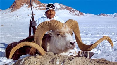 سجن مزارع أمريكي 6 أشهر استنسخ خروف ماركو بولو المهدد بالانقراض