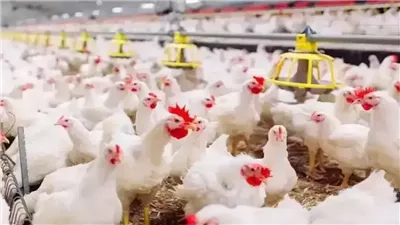  سعر الفراخ اليوم.. تراجع أسعار الدواجن إلى 57 جنيهًا للكيلو.. والمنتجون يحذرون من خسائر 