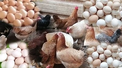 أسعار الفراخ تسجل تراجع جديد في الأسواق اليوم الخميس 4 ديسمبر 2025