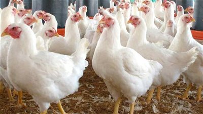 تعرف على أسعار الفراخ البيضاء اليوم الخميس 10 أكتوبر 2024