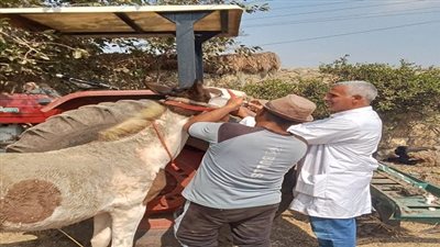 جامعة الزقازيق تنظم قافلة بيطرية مجانية لقرية الطيبة بالشرقية