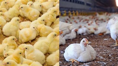 كم يصل أسعار الدواجن اليوم الأربعاء 16 أكتوبر 2024