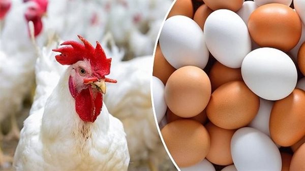 أسعار الدواجن اليوم