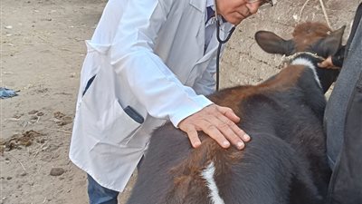 جامعة الزقازيق توجه قافلة بيطرية مجانية لقرية كفر النجار مركز أبو كبير بالشرقية 