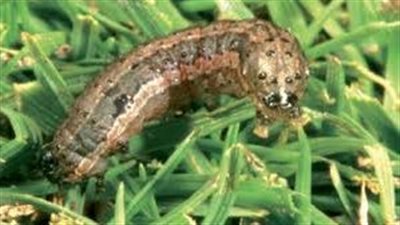  دودة الحشد الخريفية تهدد الأمن الغذائي ومعركة عالمية لمواجهة الخطر القادم 